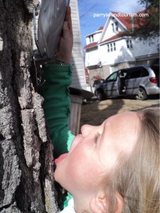 maple sap drips into girls mouth