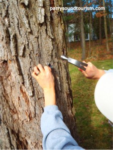 Tapping the spile into the maple tree