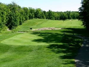 Black bear on course at Ridge