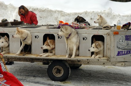 Sled Dogs waiting for the Seguin Sled Dog Mail Run 